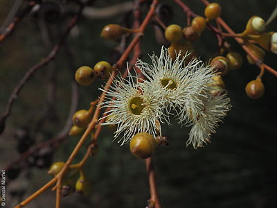 Eucalyptus leucoxylon ssp. stephaniae f Denzel Murfet Mt Boothby CP